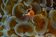 Actinimenes Periclimenes ornatus-Lembeh Critter hunt-10m-20241008-da-DSC_3641_tn